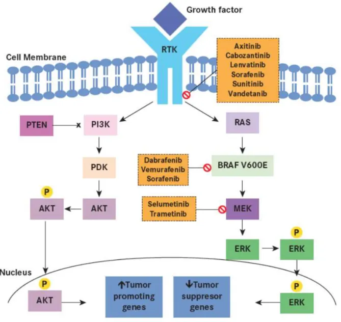 Figure 5. The PI3K-AKT pathway also plays a significant role in sporadic thyroid tumorigenesis