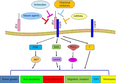 Figure 7. Drug resistance was mediated by FGFR signaling pathway. 