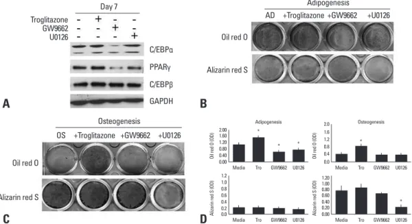 Fig. 1. Effect of agonists or antagonists of PPAR γ and U0126 on adipogenic or osteogenic differentiation