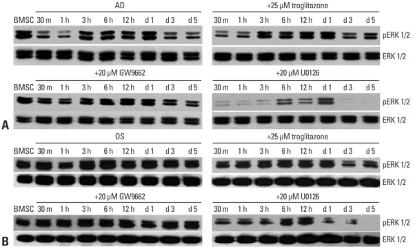 Fig. 2. ERK phosphorylation during the adipogenesis and osteogenesis of human BMSCs. (A) Human BMSCs were cultured in an adipo- adipo-genic medium (AD) with or without troglitazone, GW9662, or U0126 for 5 days