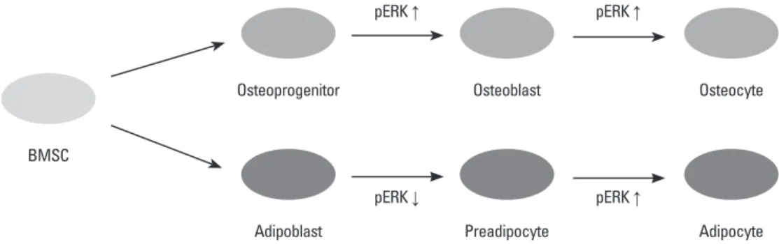 Fig. 5. pERK control of aidpogenesis and osteogenesis of BMSCs. ERK phosphorylation is involved in differentiation and proliferation dur- dur-ing osteogenesis and adipogenesis
