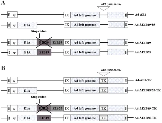 Figure  1.    A  schematic  representation  of  recombinant  adenoviruses  used  in  this  study