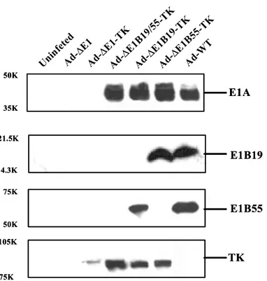 Figure  3.  Detection  of  the  E1A,  E1B  19kDa,  E1B  55kDa  and  HSV-TK  protein  by  Western  blot  analysis