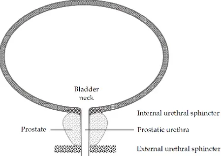 Figure  1.  Anatomy  of  internal  and  external  urethral  sphincters.  Robot-assisted  laparoscopic 