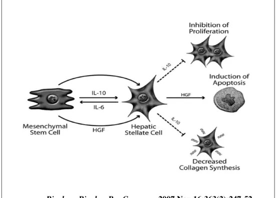 Figure  1.  The  paracrine  effects  of  MSC-derived  factors  on  activated HSCs. 