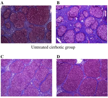 Figure  7.  Histological  and  Immunohistochemical  analysis  in  vivo    Histological analysis was evaluated by MTC staining (×100)