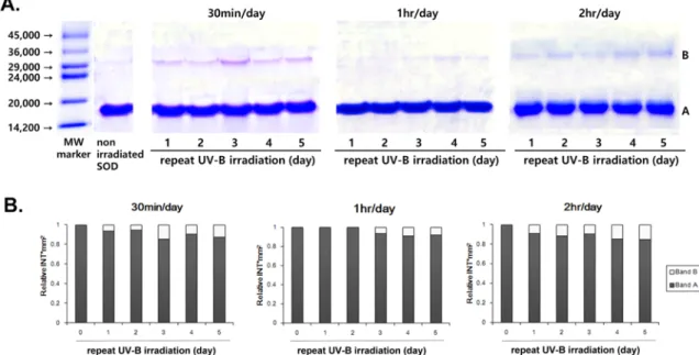 Fig. 2. Protective effect of RGP lens on structural change of SOD against repeat UV-B irradiation