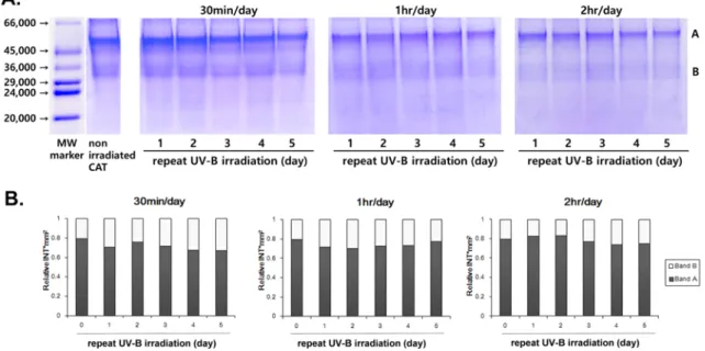 Fig. 4. Protective effect of RGP lens on structural change of CAT against repeat UV-B irradiation