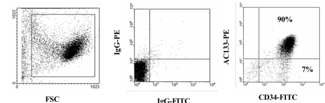 Fig. 1. Representative flow-cytometry profiles of CD34 + cells isolated from full- 