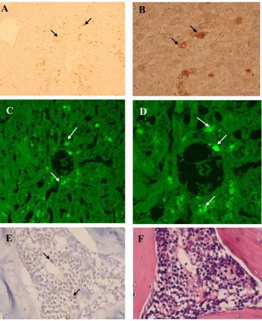 Fig. 9. Immunohistochemical staining and Confocal microscopic findings of organ 