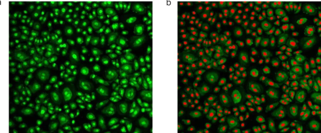 Fig. 1. Detected confocal micrographs of human corneal epithelial cells (HCEpiCs). HCEpiCs were fixed with 4% paraformaldehyde and stained with DraQ5 (20X magnification)