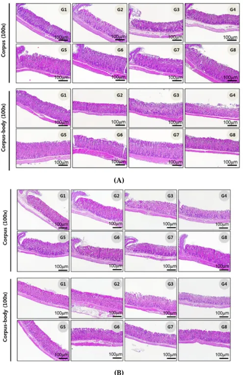 Figure 4. Effect of H-002119-00-001 on H. pylori infection-induced inflammatory cell infiltration
