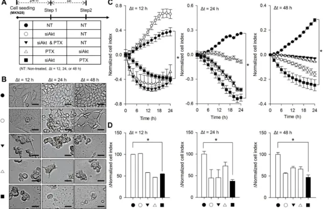 Figure 3. Sequential treatment of siAkt and PTX against MKN28 cells. (A) The index for sequential treatment of siAkt and PTX; DMSO treatment as a control (NT, 