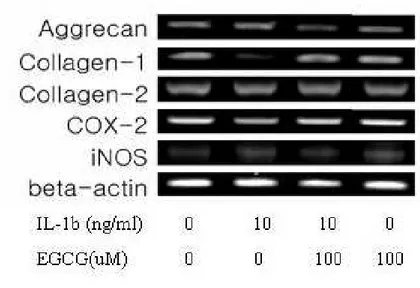 Figure  4.  RT-PCR  of  beta-actin,  aggrecan,  collagen  type  I,  II,  COX-2,  and  iNOS