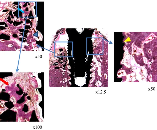 Fig. 7. Histological images of the 6 week BCP group 