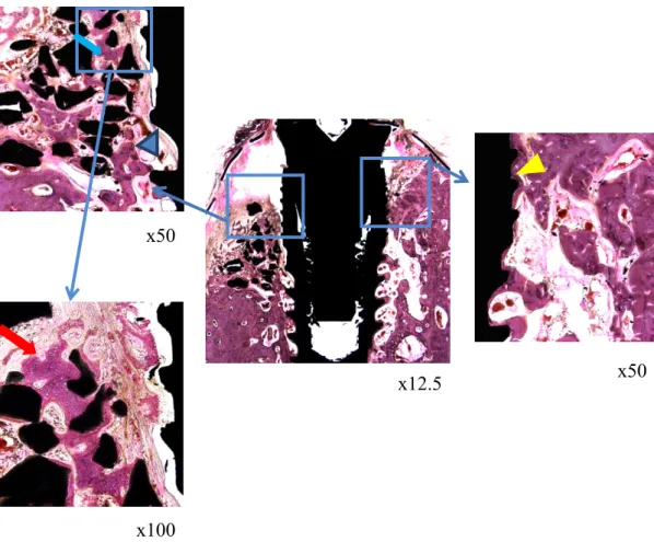 Fig. 7. Histological images of the 6 week BCP group 