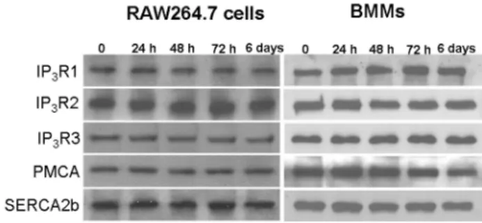Fig. 1. Effect of receptor activator of NF-κB ligand (RANKL) on  the expression of Ca 2＋  signaling proteins