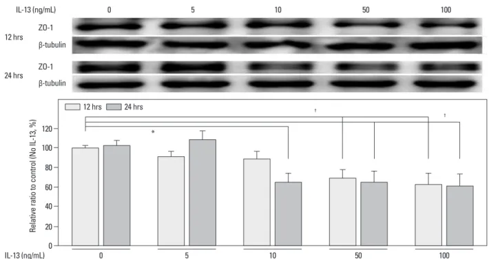 Fig. 2. Effects of IL-13 on ZO-1 protein levels in cultured human podocytes as assayed by Western blotting