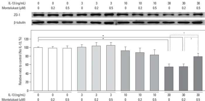 Fig. 3. Effects of montelukast on ZO-1 protein levels in cultured human podocytes assayed by Western blotting