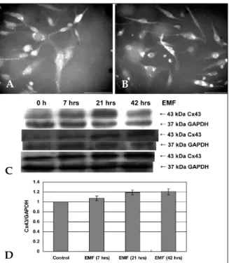 Fig. 12. GJIC in hFOB 1.19 cells. Fluorescence microscopy analysis of Cx43 was performed for control (A) and 42 hour-EMF-treated (B) cells