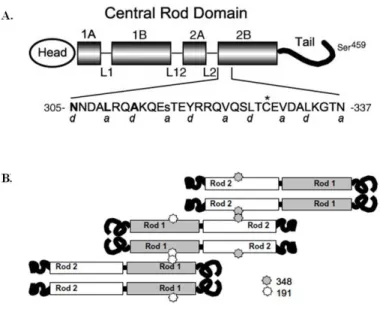 Fig.  1.  The  structure  of  vimentin  protein.  (A)  The  predicted  vimentin  molecule is shown diagrammatically, with the  central rod domain emphasized
