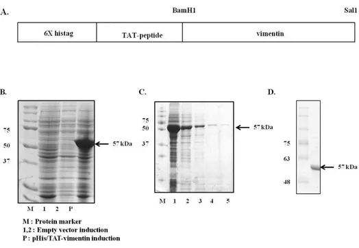 Fig. 2. Expression and purification of pHis/TAT-vimentin protein.     