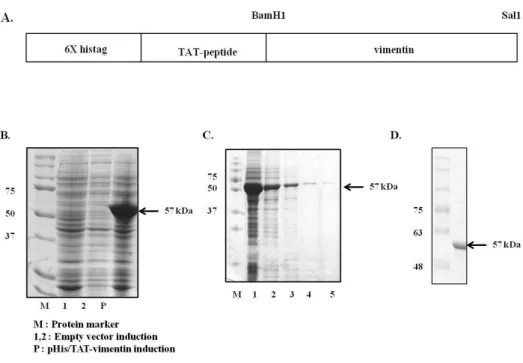 Fig. 2. Expression and purification of pHis/TAT-vimentin protein.     