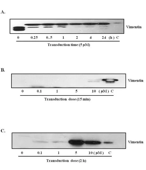 Fig. 3A. Vimentin protein transduction into endothelial cells. 