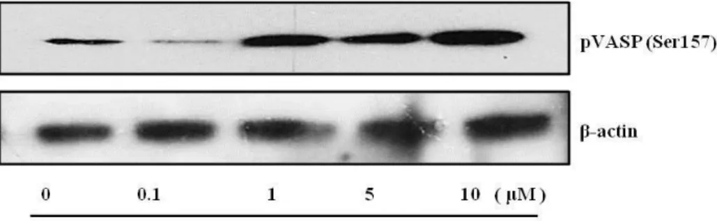 Fig. 5. VASP (Ser157) is phosphorylated by vimentin protein transduction.   