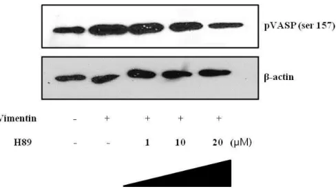 Fig.  7.  Effects  of  PKA  inhibitor  on  vimentin-induced  VASP  phosphorylation. 