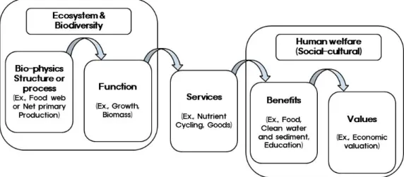 Fig.  6.  Relationship  of  ecosystem/biodiversity  and  human  welfare  (revised  from  Koo  et  al.,  2012)