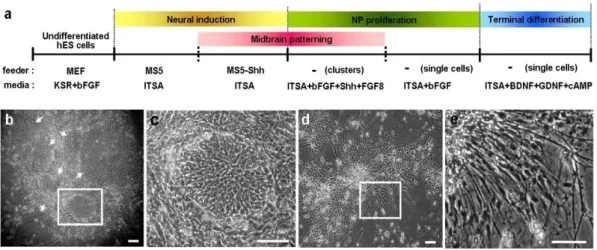 Figure 1. Stromal feeder-induced derivation of neural precursor cells and DA  neurons from hES cells