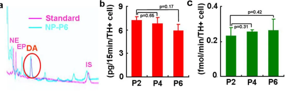 Figure 9. In vitro presynaptic neuronal functions of DA cells differentiated from hES-NP  cells at NP passage 2, 4 and 6