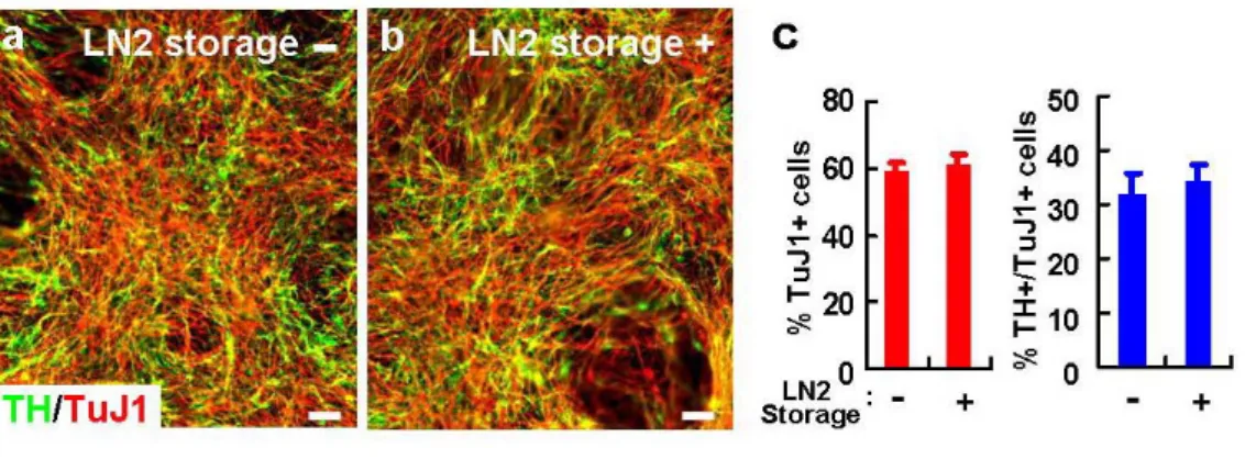 Figure 10. Unaltered DA neuronal yield of hES-NP cells after freeze-and-thaw cycle.  After 4 NP cell passages, the hES-NP cells continued to be cultured or frozen in LN 2 