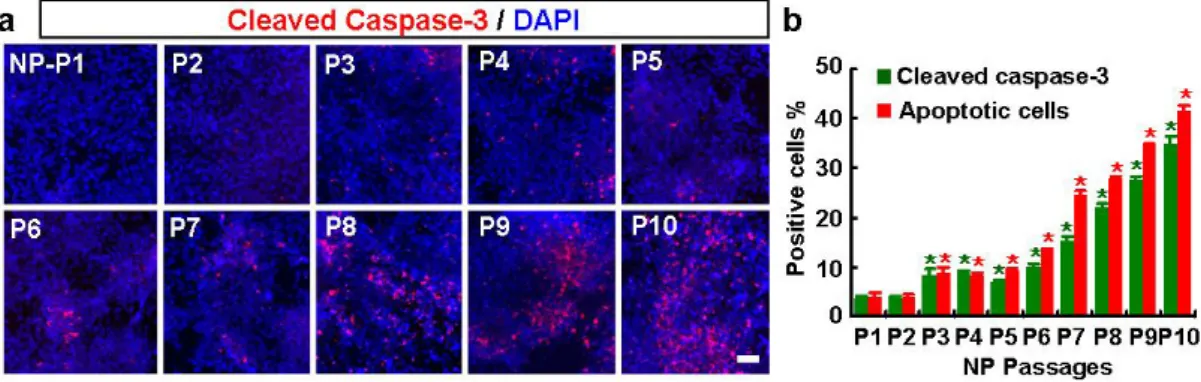 Figure 12.  Apoptosis of hES-NP cells upon differentiation increases with passage  number