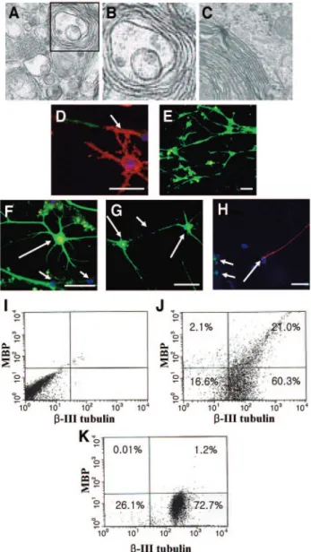 Figure 4. Human embryonic stem (ES) cell-derived cells myelinate axons in cocultures with fetus hippocampal neurons