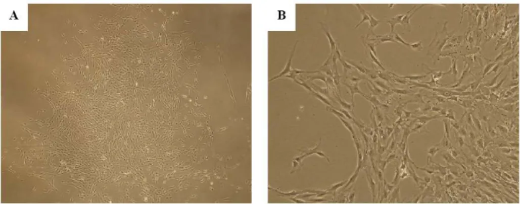 Figure 1. Photomicrographs of  isolated  CBMSCs. (A)  CBMSCs after culturing  for  2  weeks  grew  in  colonies  that  contained  small  spindle-shaped  fibroblastoid  cells