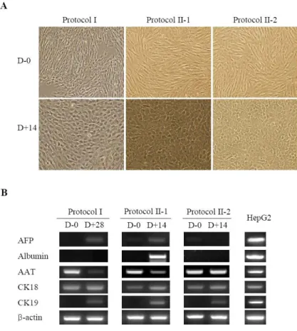 Figure  4.  Hepatic  differentiation  of  CBMSCs  in  vitro.  Previously  published  original  protocol  (Protocol  I),  newly  modified  activin  A-based  protocol  (Protocol II-1), and Protocol II-1 without activin A (Protocol II-2) were used to  hepatic