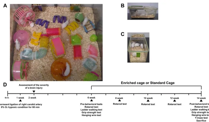 Figure 1. The experimental scheme of this study. (A) The representative picture of an environmental enrichment (EE) cage