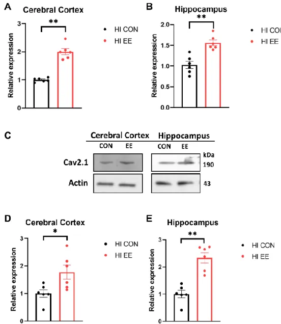 Figure 4. EE significantly increases the expression of Ca v  2.1 in the cerebral cortex and hippocampus in HIE mice