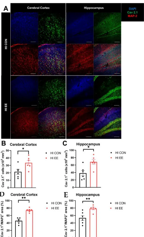 Figure 5. EE mediates presynaptic plasticity through higher colocalization of Ca v 2.1 with MAP2 in the cerebral cortex and 