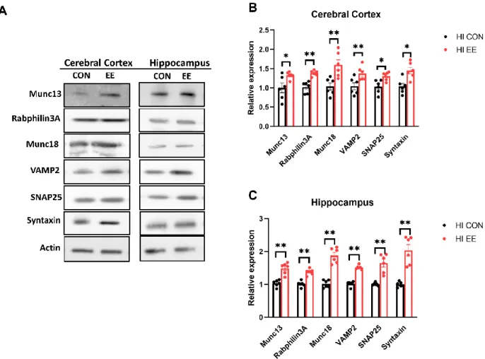 Figure 6. EE upregulates the expression of presynaptic proteins in the cerebral cortex and hippocampus in HIE mice