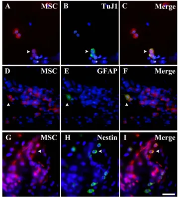 Fig. 3. Molecular differentiation of transplanted bone marrow stromal cells at 16PN 14DPT host retina
