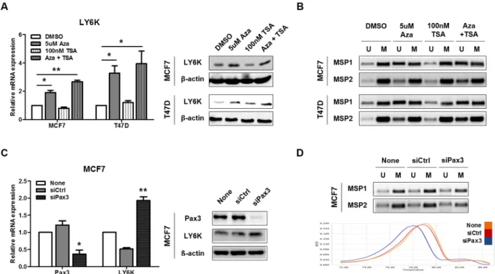Figure 4: Pax3 inhibits LY6K expression by regulating methylation.  A. LY6K expression was analyzed by qRT-PCR and western  blotting before and after stimulating the MCF7 and T47D cell lines with 5-aza-dC and/or TSA