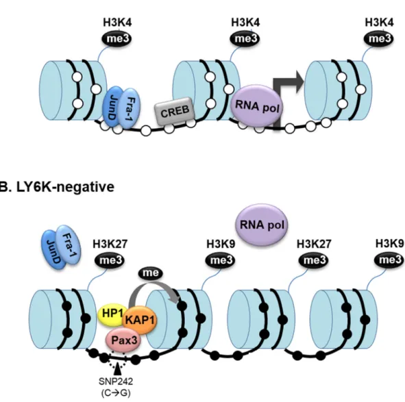 Figure 6: Dynamic epigenetic modification of LY6K influences the LY6K gene activity.  A