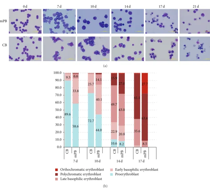 Figure 2: Comparison of cell morphological changes in mPB- and CB-derived CD34+ cell cultures