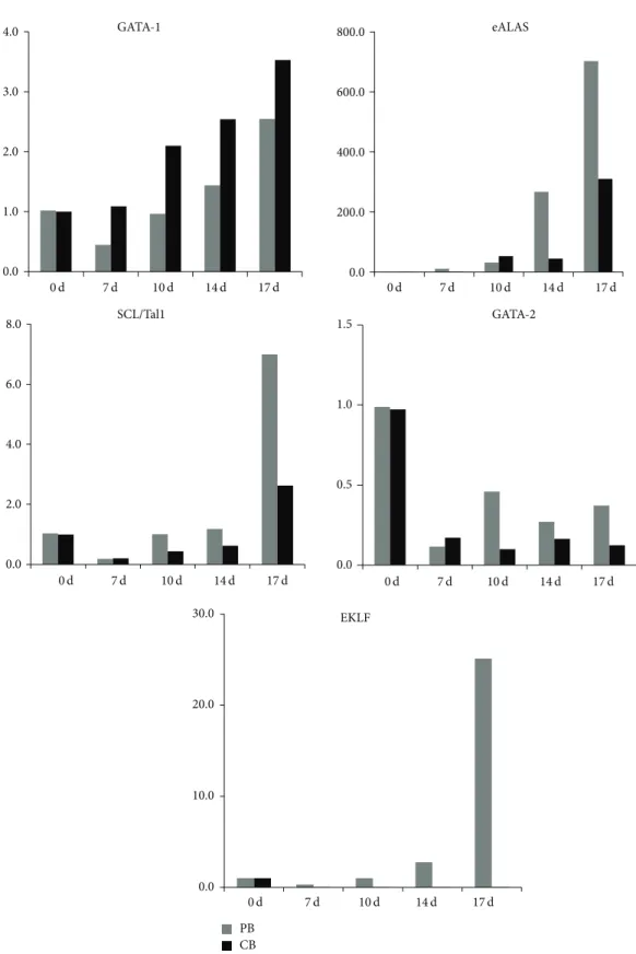 Figure 4: Erythrocyte-specific gene expression in mPB and CB cells. At the end of each phase of culture, cells were harvested, and total RNA was extracted for quantitative PCR