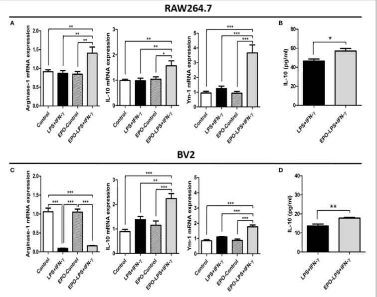 FIGURE 5 | In vitro evaluation of the M2 phenotype in RAW 264.7 and BV2 cells after LPS+IFN-γ treatment
