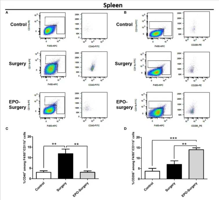 FIGURE 6 | Proportions of M1 and M2 macrophages in the spleen 48 h following abdominal surgery