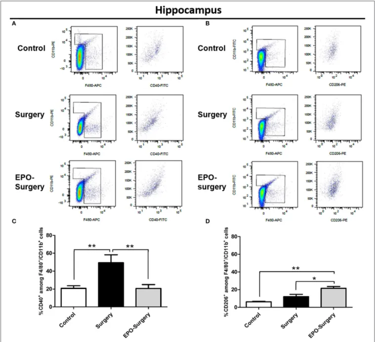FIGURE 7 | Proportions of M1 and M2 macrophage/microglia in the mouse hippocampus 48 h following abdominal surgery